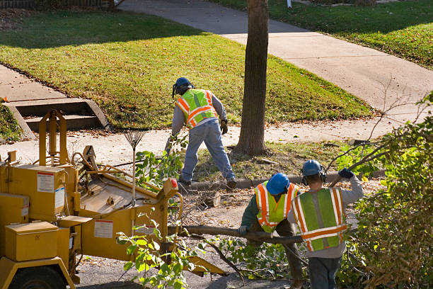 Best Tree Root Removal  in Shrewsbury, MO